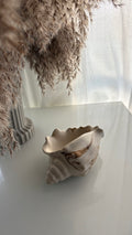 Polished Conch Shell Decorative Accent