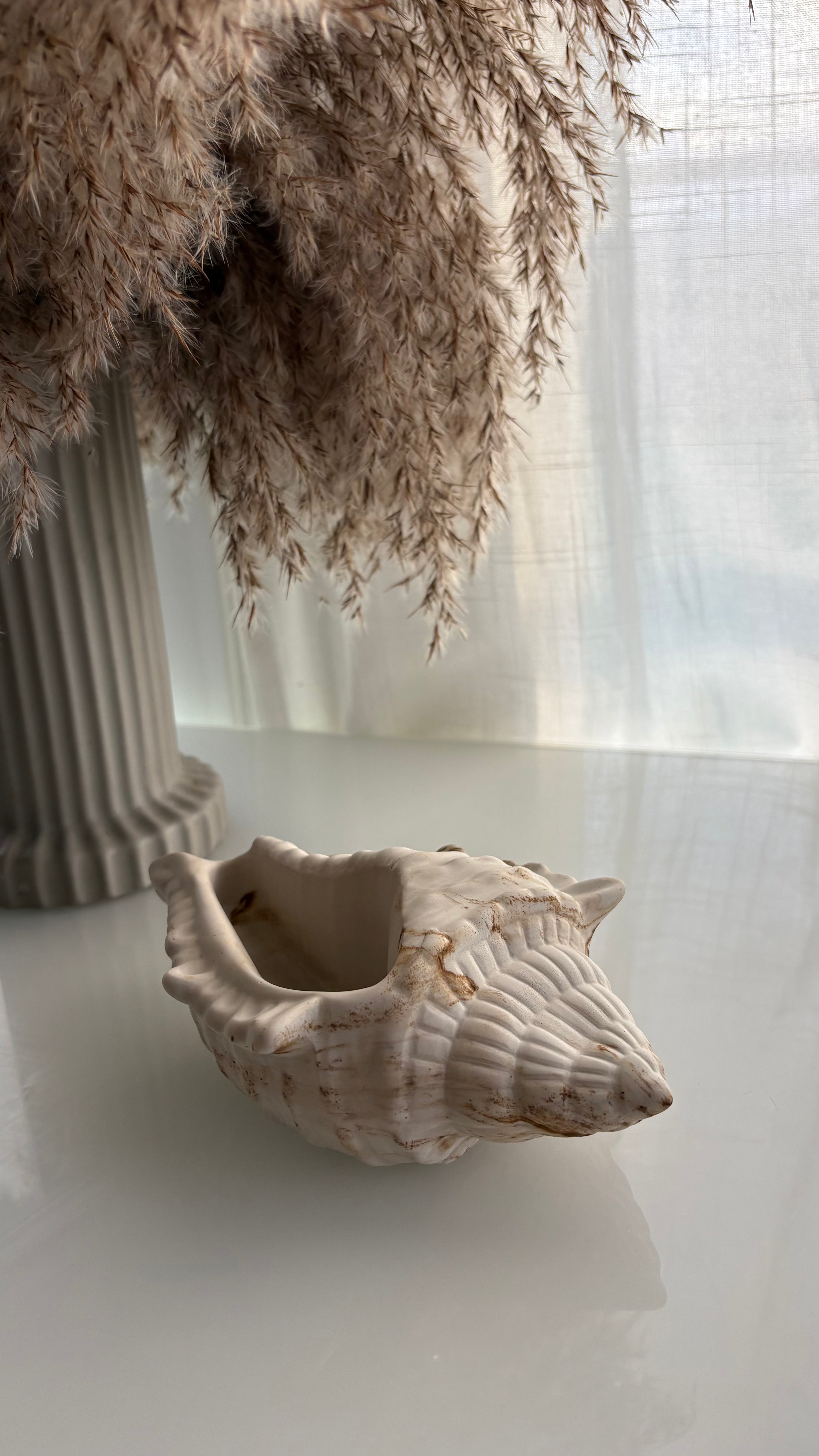 Natural Conch Shell Statement Piece