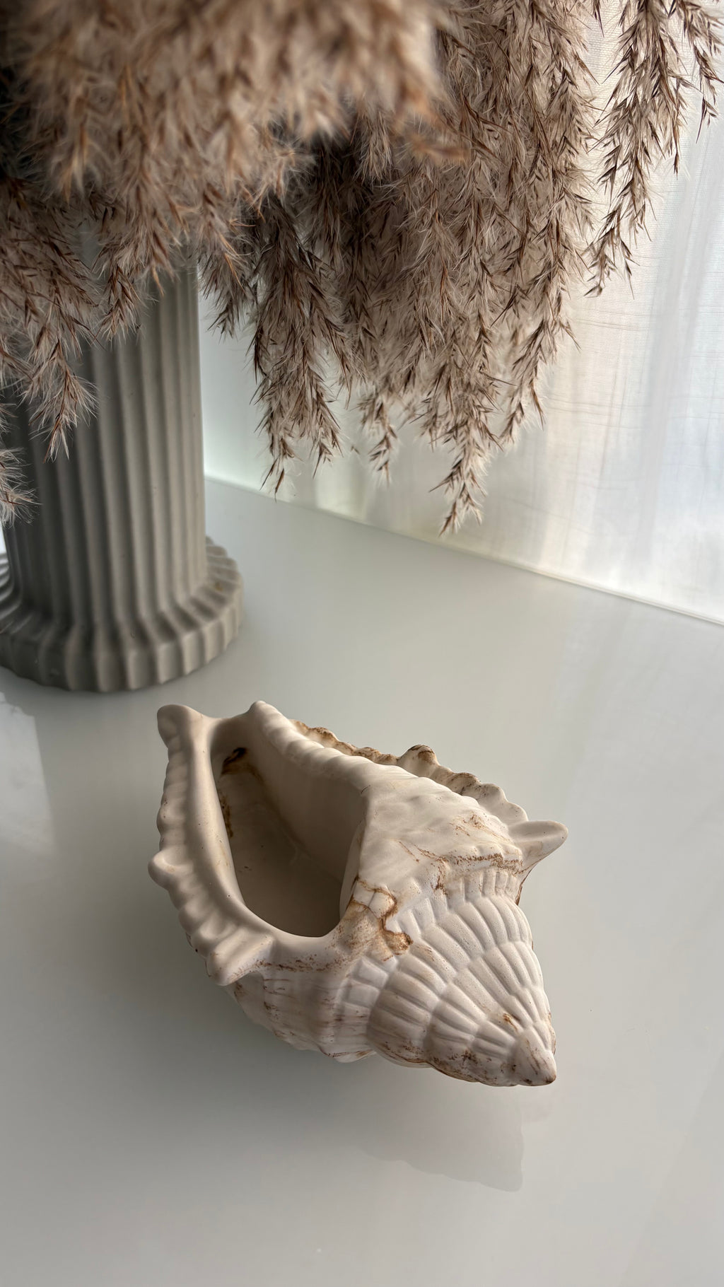 Natural Conch Shell Statement Piece