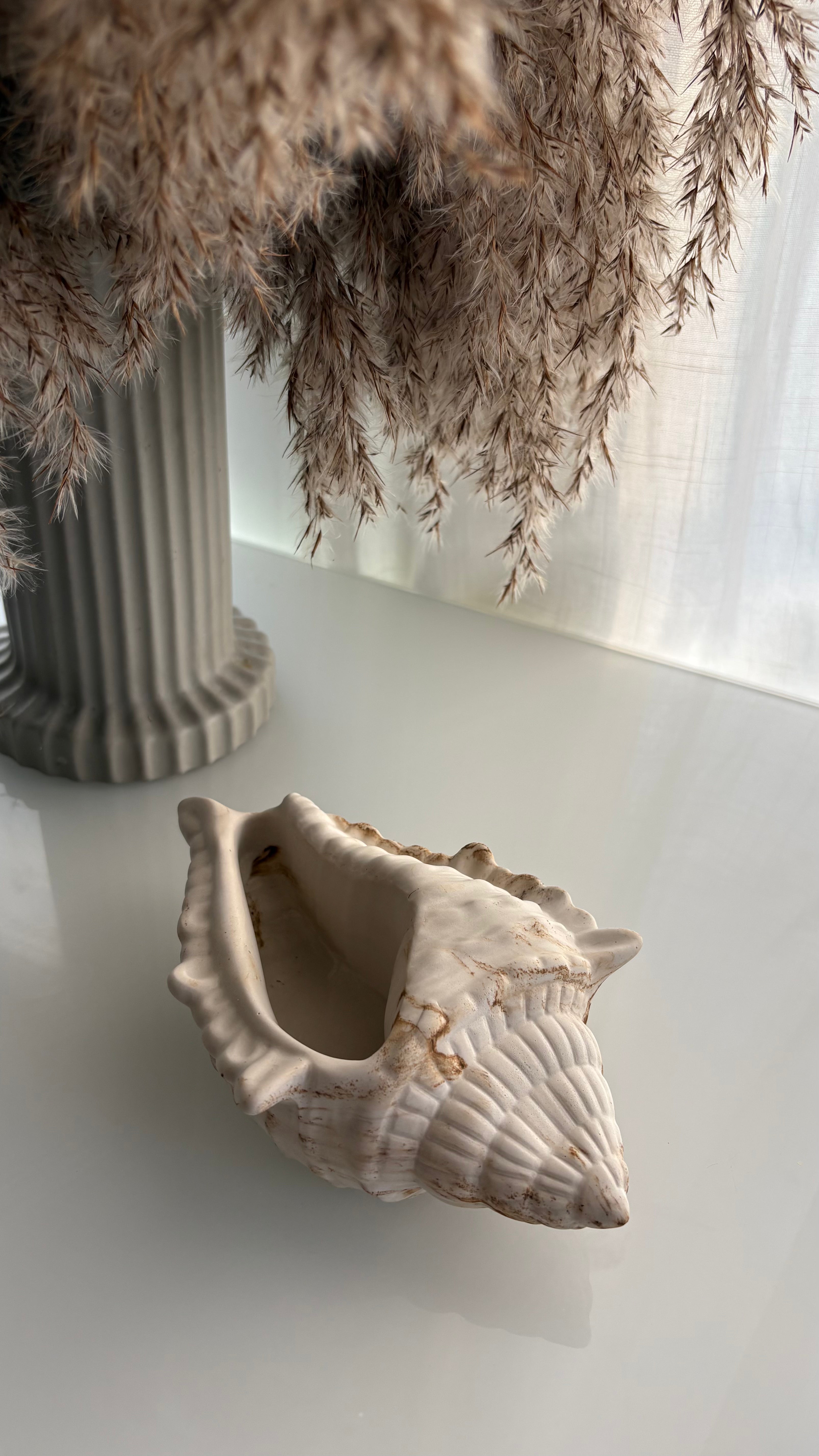 Natural Conch Shell Statement Piece