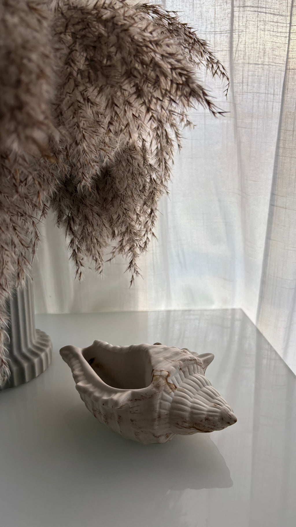 Natural Conch Shell Statement Piece