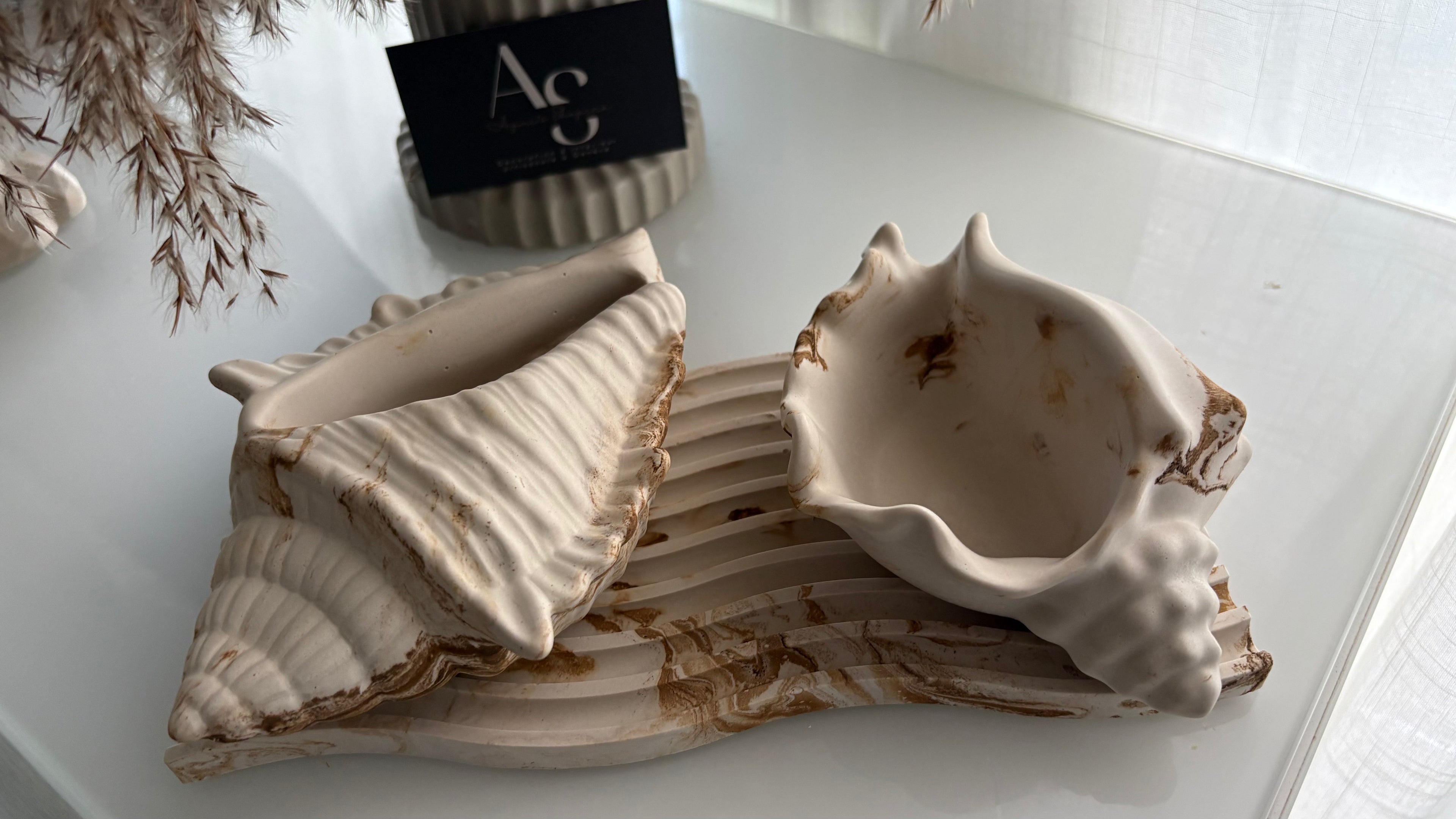 Natural Conch Shell Statement Piece